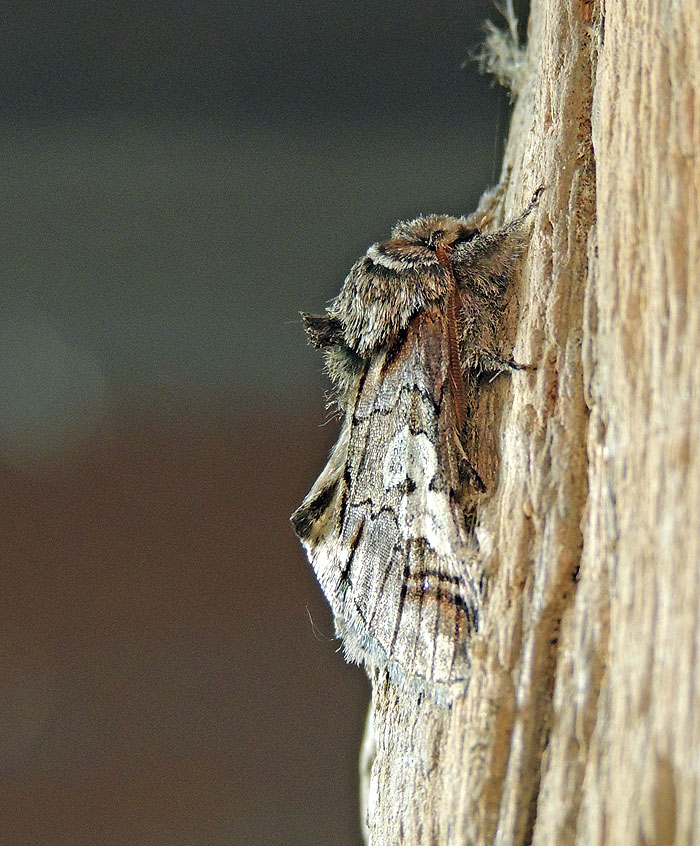 Diloba caeruleocephala Noctuidae